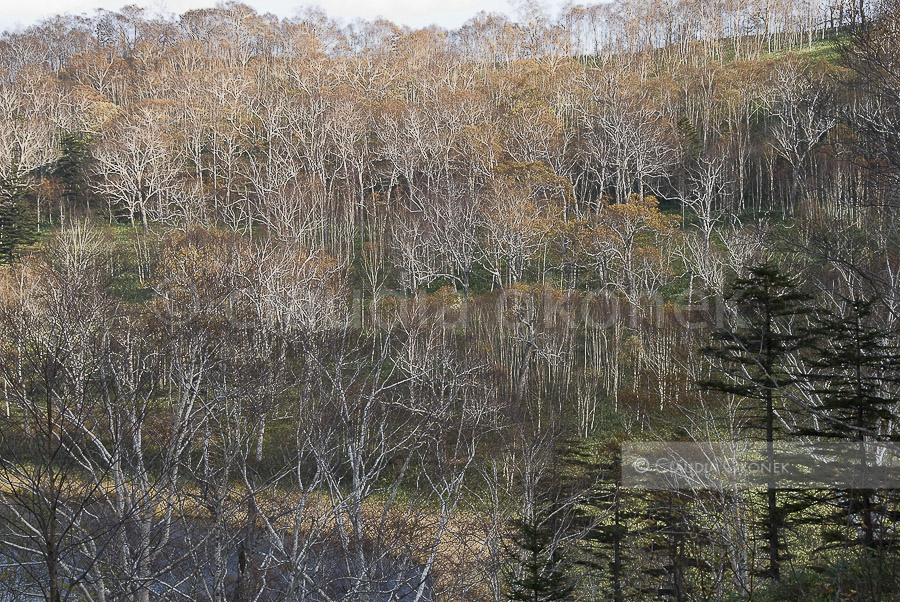 Birkenstämme | Shinonome lake | Mitte Oktober haben hier die Laubbäume ihre Blätter schon abgeworfen. Manchmal weht ein Eiswind über das Wasser zwischen den Bergen und überzieht Äste und Stämme in sekundenschnelle.