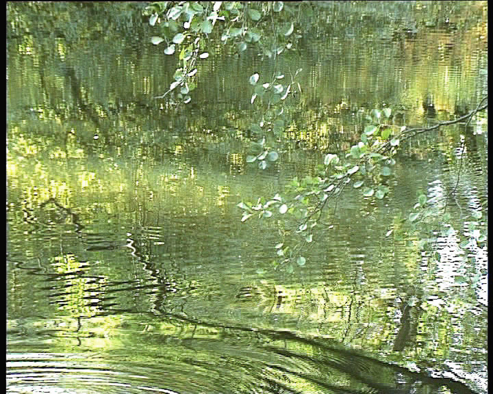 Zweige überm Wasser, Videostill | Der Zweig definiert das Bild im spiegelden  Raum. | 