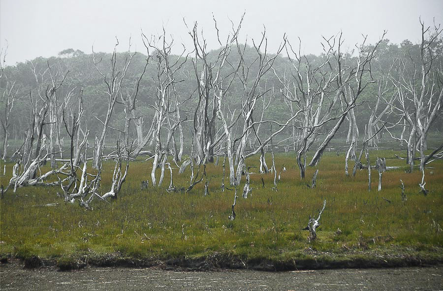 Der steigende Meeresspiegel hat das Land eingenommen, das Salzwasser ließ die Bäume absterben. Verdorrter Birkenhain.  |  The rising level of the ocean has already taken parts of the island.