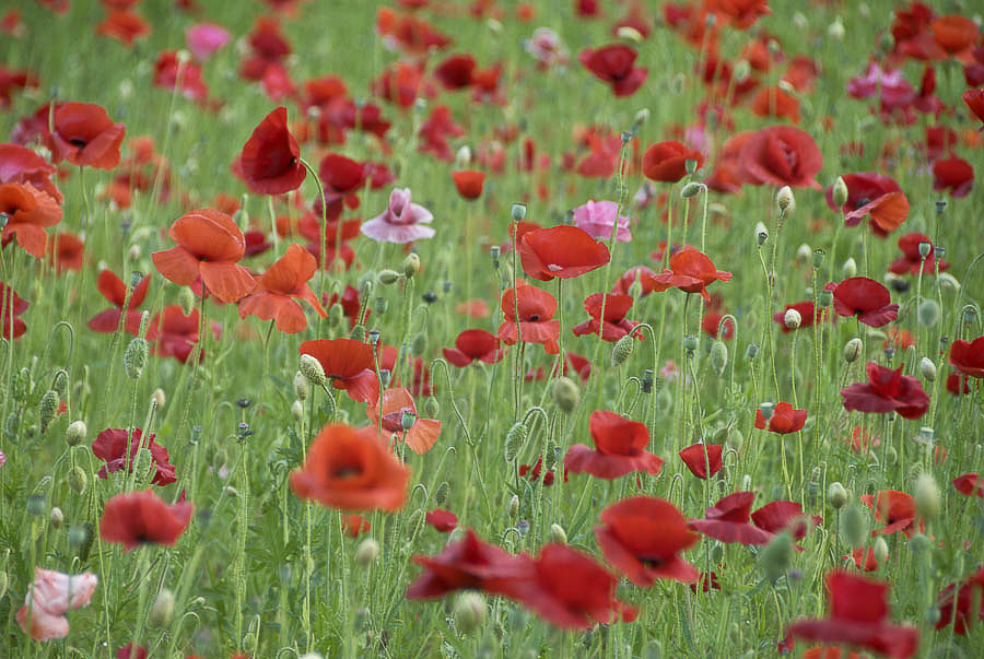 Roter Mohn auf den Blumenfeldern der Tomita Farm, Furano.  |  Die Farm ist ein großes Anbaugebiet für Lavendel und andere Blumen.