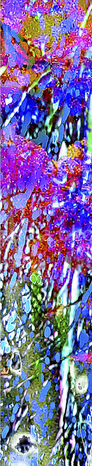 Edition No 442 | Almost Winter in Hokkaido | Größe:  170 x 33 cm. | Schneeflocken wehen über das Rot des Ahorns, der Kratersee spiegelt ein dunkles Blau. |  Size: 66.9 x 13 inch. A whiff of snowflakes cover the red leaves of the Japanese maple, the crater see mirrors a dark blue.