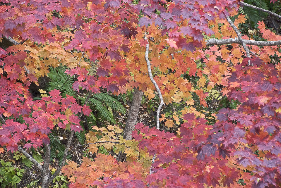 Herbstwald im Shikaoi District  |  Es gibt sehr ausgeprägte Herbstfarben. Die Form der Blätter ist besonders ansprechend.
