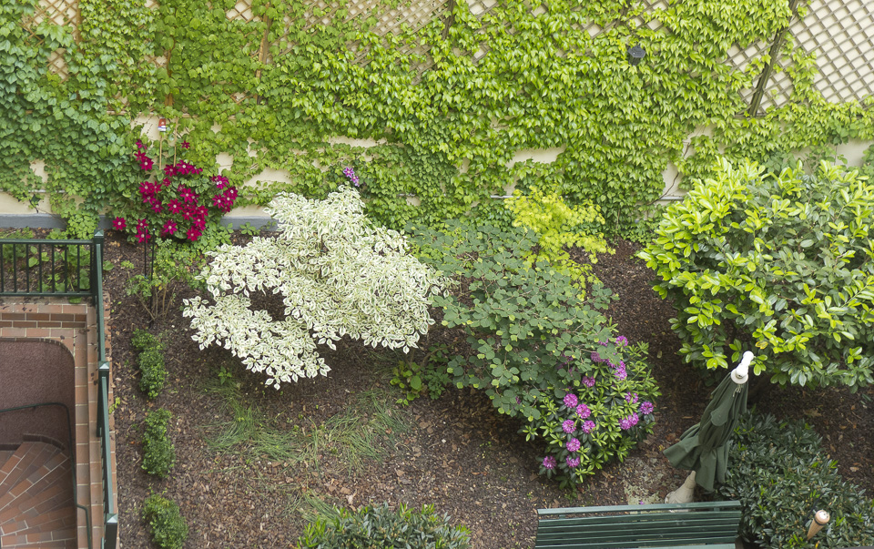 Garten von oben im Mai | Der Cornus Variegata behält das ganze Jahr über sein weiß-panaschiertes Blatt. | Die Clematis blüht im Frühjahr und Herbst. Auch hier sieht man die im gesamten Hof vorherrschende Weiß-Rot-Farbgebung in der Blüte.