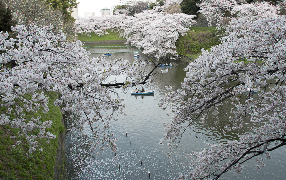 Wehrgraben um den Imperial Palace | Kitanomaru Koen, Wehrgraben zur Kirschblüte. | 