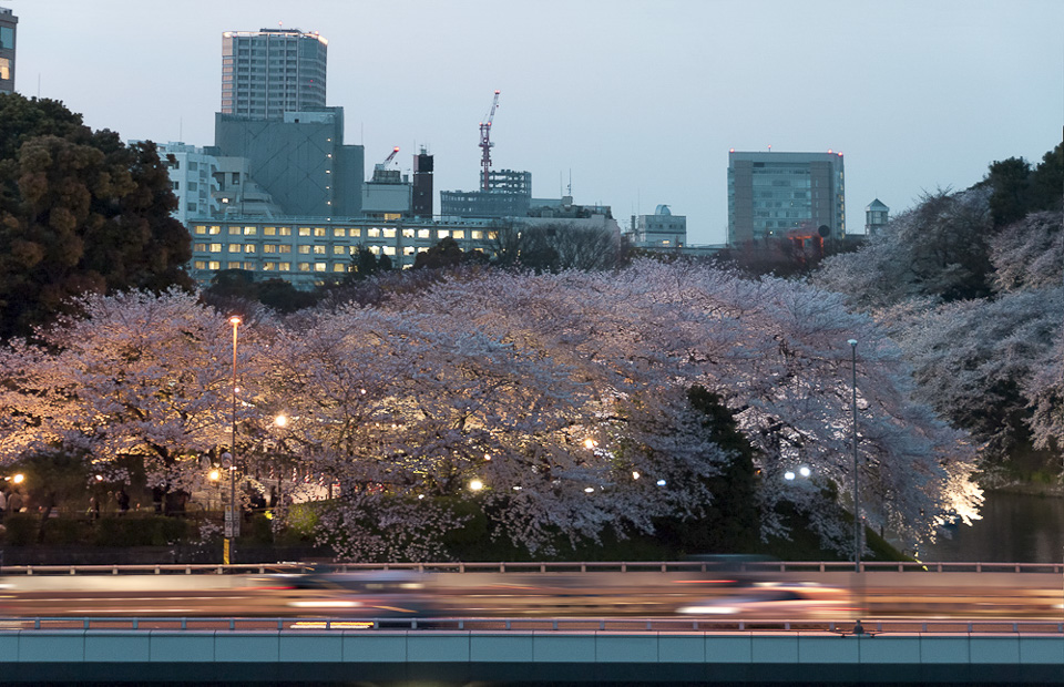 Kitanomaru Koen, Wehrgraben um den Imperial Palace | Die Kirschblüten werden durch die Beleuchtung der Lampen und Verkaufsstände von unten angestahlt. | 