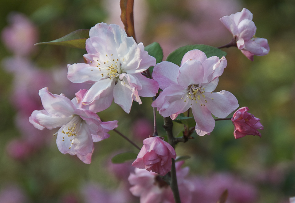 Kirschblüten, Nino-maru Garten, Imperial Palace | Es gibt verschiedene Sorten von Kirschbäumen, die sich in der Blütenform unterscheiden. | 