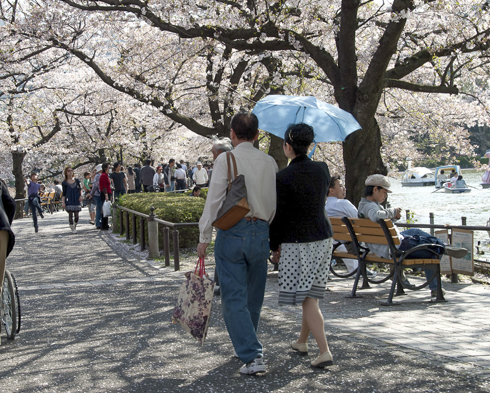 Ueno Sinobazu Pond | Ob am Baum oder am Boden, die Kirschblüten prägen in dieser Zeit den Gesamteindruck der Gegend. | 