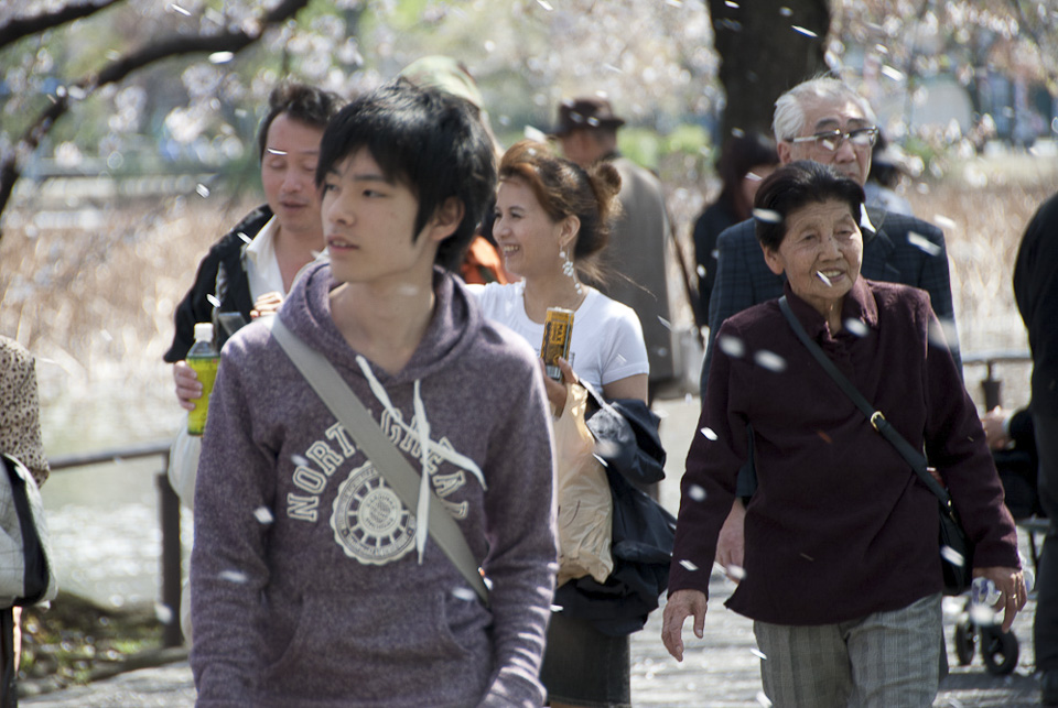 Ueno Sinobazu Pond | Der Frühling hat begonnen. Wie Schneeflocken wehen die Blüten von den Bäumen. | 