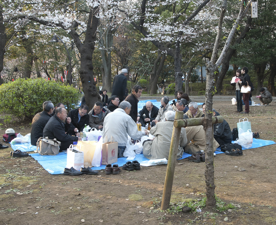 Kirschblütenfest, Hanami in Tokyo | Überall wird unter den blühenden Kirschbäumen gegessen und getrunken. In der älteren Generation sitzen Männer und Frauen oft getrennt. | 