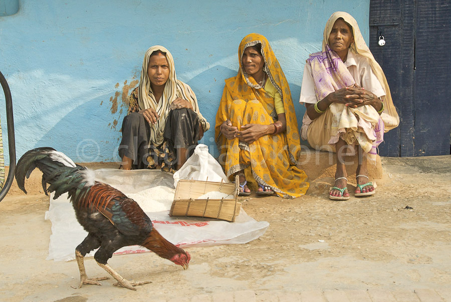 Drei Frauen mit Hahn | Slumviertel in New Delhi.  |  Beim Nachmittagsklatsch.